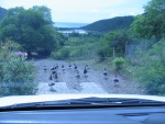 Flock of peacocks in front of my car.  Don't worry, most of them survived.