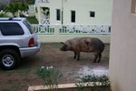 Our neighbourhood pig.