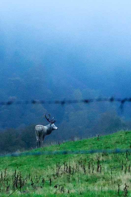 IMAGE: http://www.kevinleitch.com/images/photos/stag.jpg