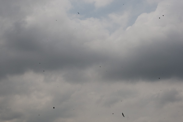 IMAGE: http://www.kevinleitch.com/images/potn/cleaning-1.jpg