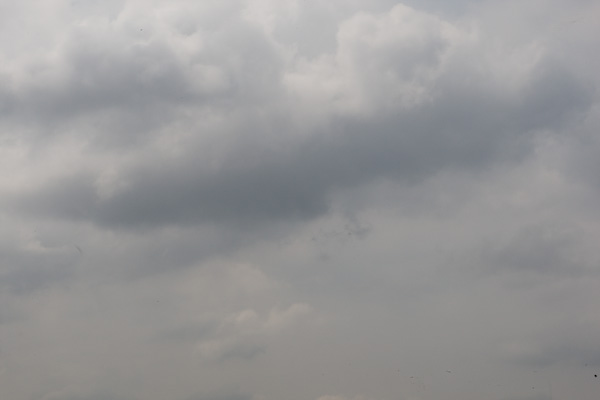 IMAGE: http://www.kevinleitch.com/images/potn/cleaning-5.jpg